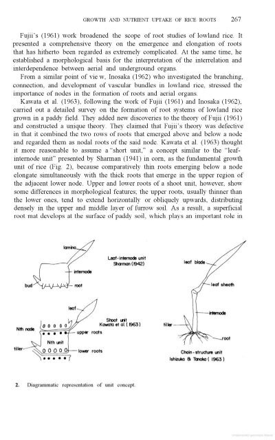 Vergara - 1976 - Physiological and morphological adaptability of ri