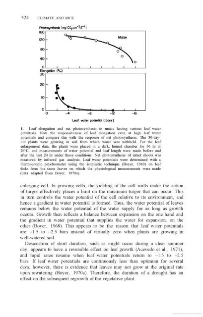 Vergara - 1976 - Physiological and morphological adaptability of ri