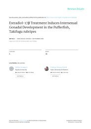 4-Estradiol treatment & intersex gonad development