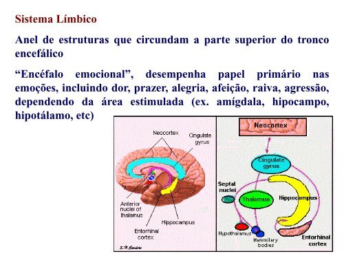 SNC Psico