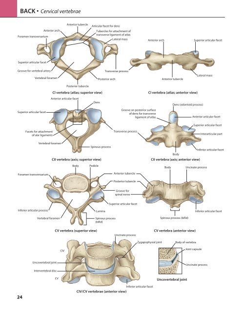 GRAY's  Atlas of Anatomy