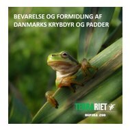 Bevarelse af Danmarks krybdyr og padder