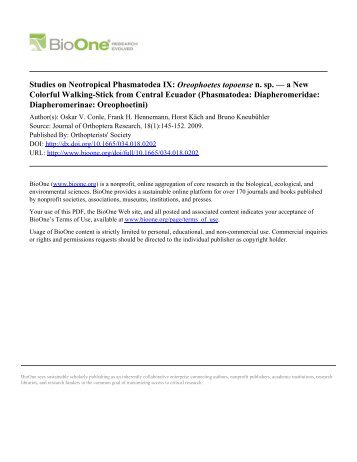 Studies on Neotropical Phasmatodea IX: Oreophoetes topoense n. sp. — a New Colorful Walking-Stick from Central Ecuador (Phasmatodea: Diapheromeridae: Diapheromerinae: Oreophoetini)