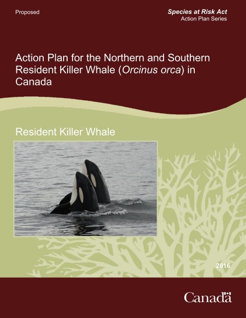 Resident Killer Whale