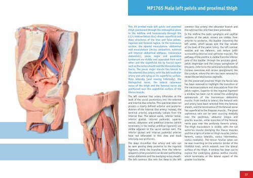 3D Anatomy Series