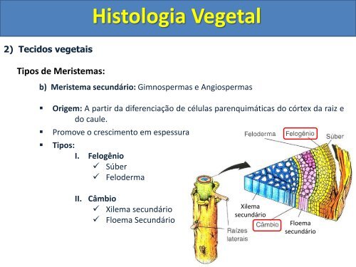 Aula Histologia e Organologia Vegetal