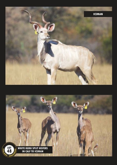 Eland, Kudu, Nyala & Oryx e-alert