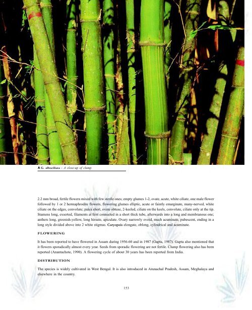 BAMBOOS OF INDI A