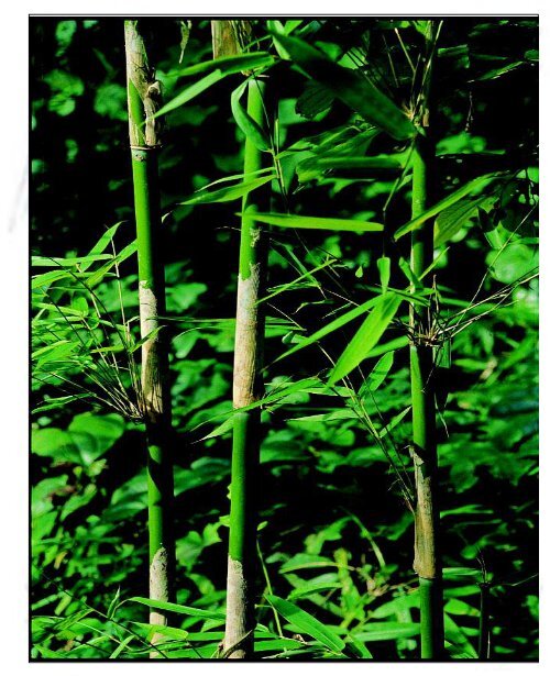 BAMBOOS OF INDI A