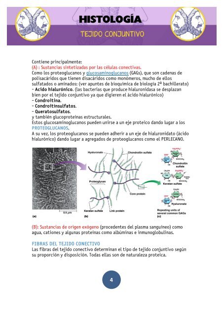 TEJIDO CONJUNTIVO APUNTES