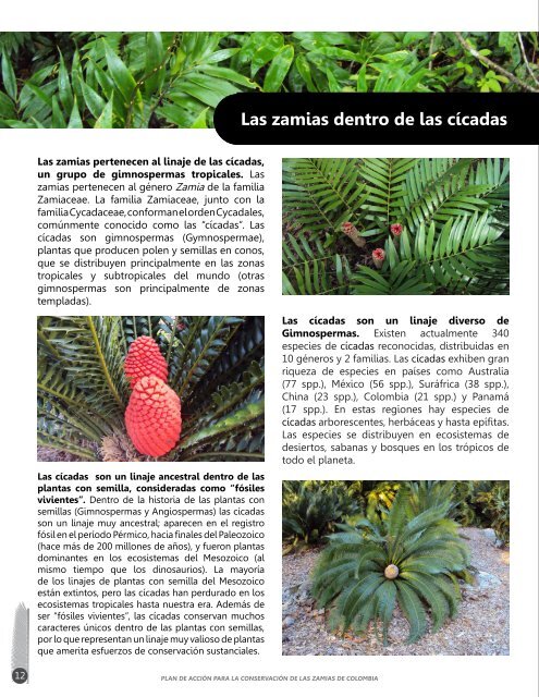 Plan de acción para la conservación de las zamias de Colombia