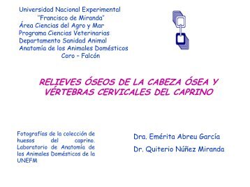 RELIEVES OSEOS DEL CRANEO Y VERTEBRAS CERVICALES DEL CAPRINO