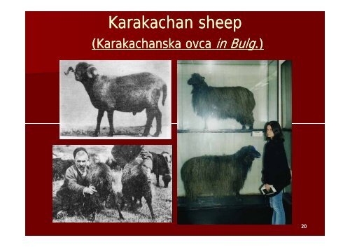 Rare Breeds Center in Vlahi. Ten years of Breed and Nature ...