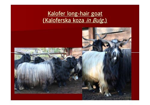 Rare Breeds Center in Vlahi. Ten years of Breed and Nature ...