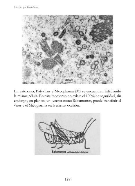 MICROSCOPIA ELECTRÓNICA