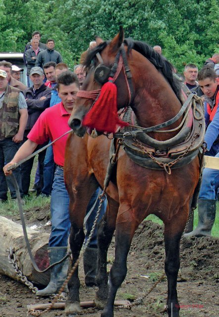 Srbija - nacionalna revija - broj 55 - engleski - niska rezolucija