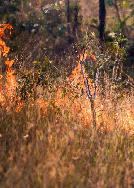 CARTILHA DE PREVENÇÃO E COMBATE A INCÊNDIOS