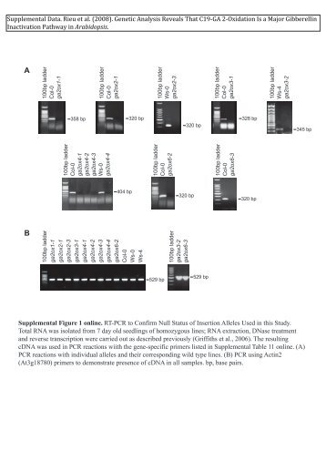 Supplemental Figure 1 online. RT-PCR to Confirm ... - The Plant Cell