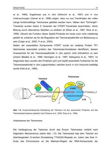 Telomere und Telomerase – ihre Bedeutung als prognostischer ...