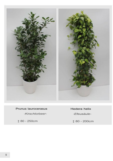 Standard Katalog   -Mietpflanzen-Gefäße-Floristik-