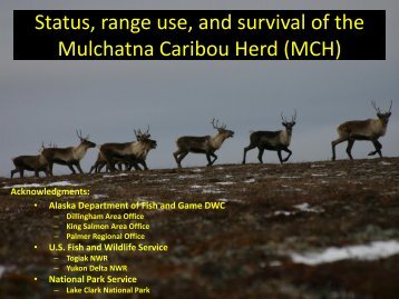 Status, range use, and survival of the Mulchatna Caribou Herd (MCH)