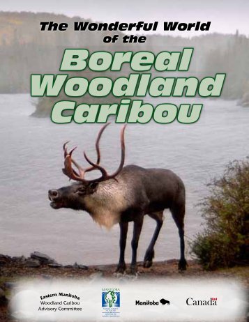 The Wonderful World of the Boreal Woodland Caribou