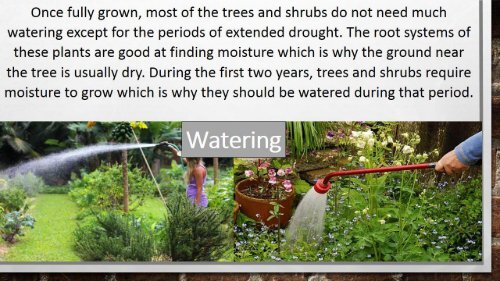 Tips for Tree and Shrub Care