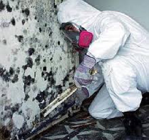 Mold Removal Miami Beach