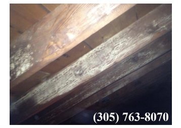 Mold Remediation Miami Springs