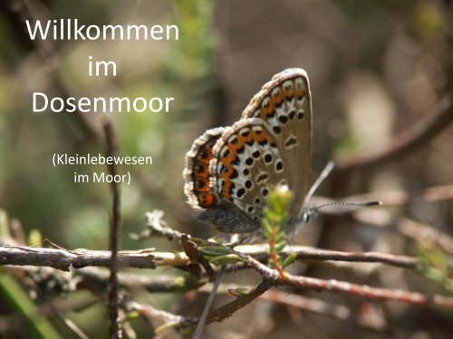Kleinlebewesen-DM-080211