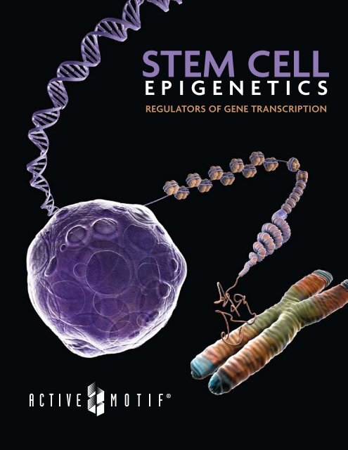01 Stem Cell Epigenetics