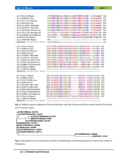 Computational genomic study of LTP pathway in the context of Raf/Ksr homologue in human and chimpanzee