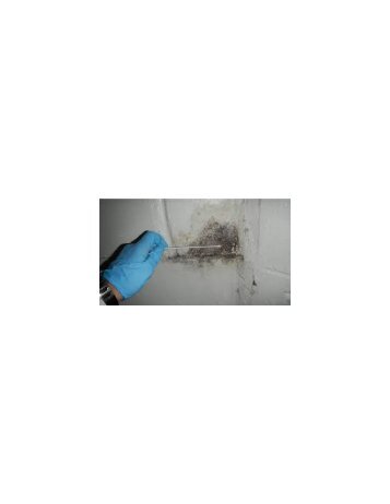 Mold Removal Miami Beach Specialist