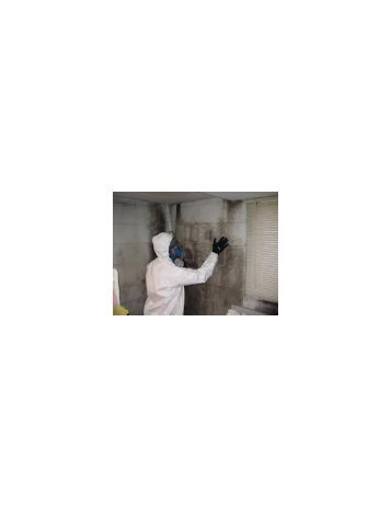 Mold remediation Miami Beach Specialist