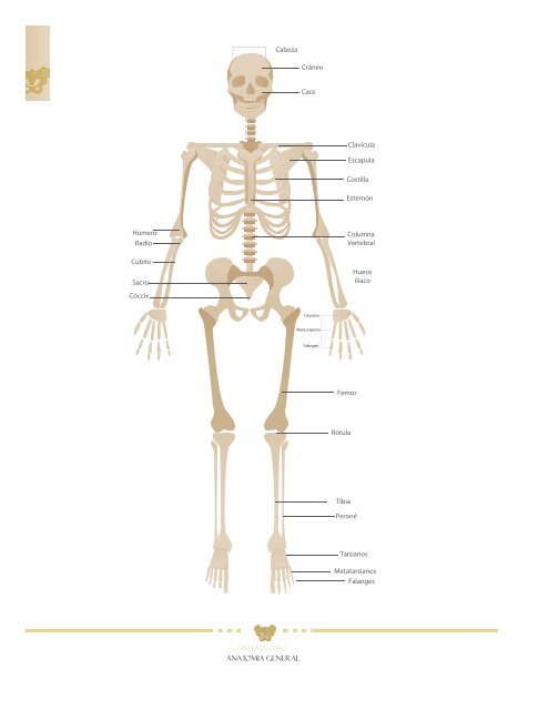 libro de Anatomia 