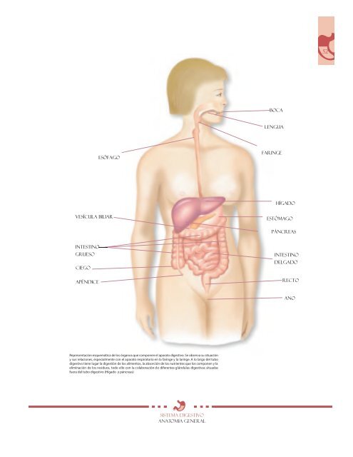 libro de Anatomia 