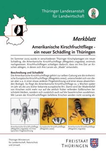 Amerikanische Kirschfruchtfliege - Ein neuer Schädling in Thüringen