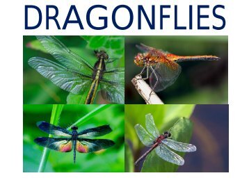 Dragonflies