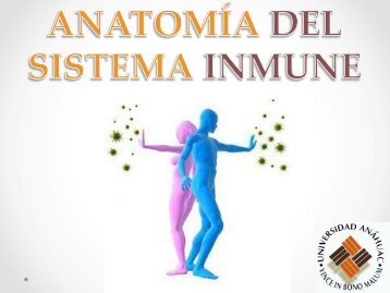 Anatomía del sistema inmune