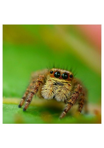 the best exterminator in louisville