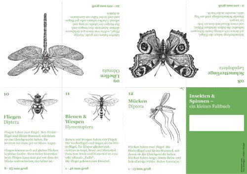 Insekten & Spinnen - Faltbuch