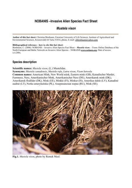 Invasive Alien Species Fact Sheet – Mustela vison - NOBANIS