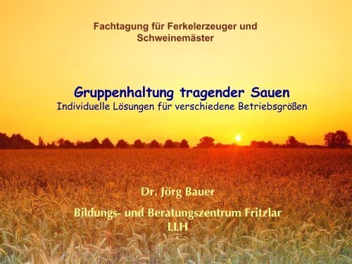 Gruppenhaltung tragender Sauen