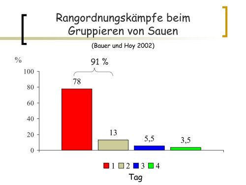 Gruppenhaltung tragender Sauen