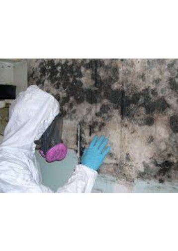 Mold Inspection Fort Lauderdale