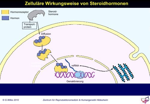 Grundlagen der gynäkologischen Endokrinologie