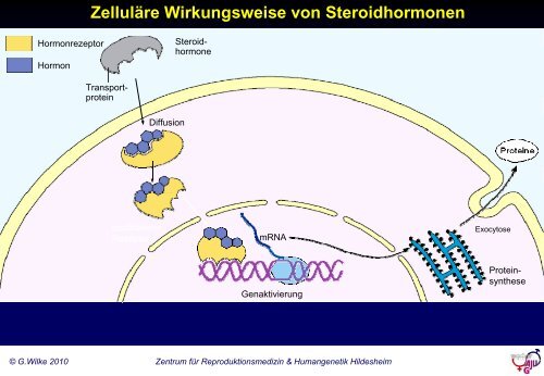 Grundlagen der gynäkologischen Endokrinologie