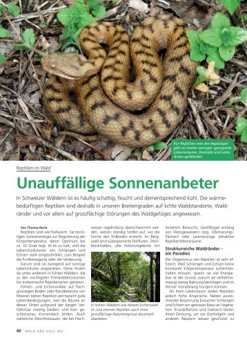 Unauffällige Sonnenanbeter - Waldwissen.net