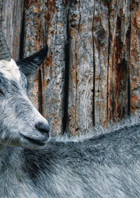 Esaltatore di sapiditÃ : la natura - ProSpecieRara