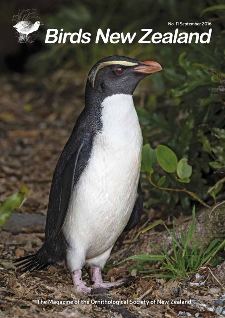 Rook  New Zealand Birds Online